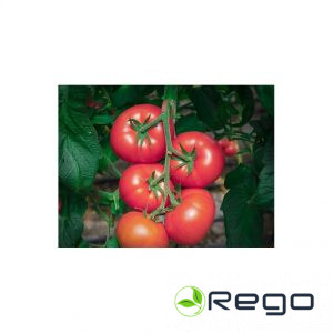 Tomāti Clarosa F1 (5 sēklas)