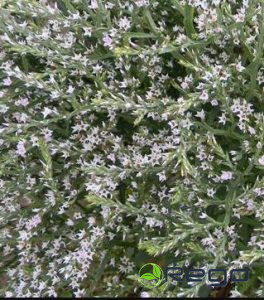 Limonijas tatāru 0,2g