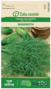 Dilles krūmu Mammoth