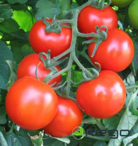 Tomātu sēklas Bobcat  20s