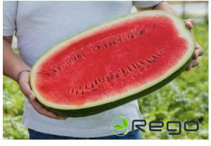 Arbūzu sēklas Morgan  F1 (5sēklas)