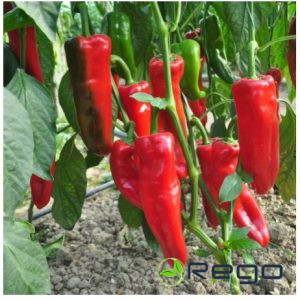 Paprikas sēklas Campari F1 5s