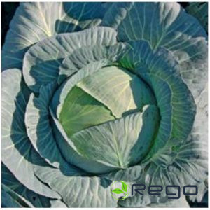 Kāpostu sēklas Terminator 50s