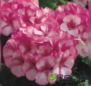 Pelargonijas krūmu Maverick Star