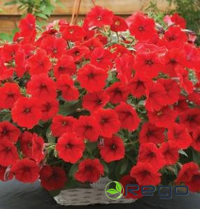 Petūnija Opera sarkana AMC 5gran.