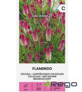 Celozijas Flamingo