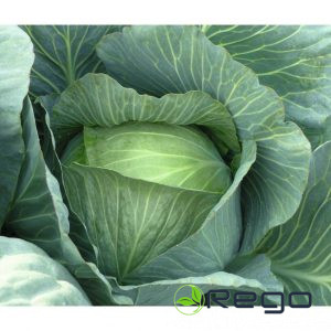 Kāposti LENNOX F1 (30 sēklas)