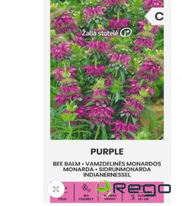 Monarda Purple