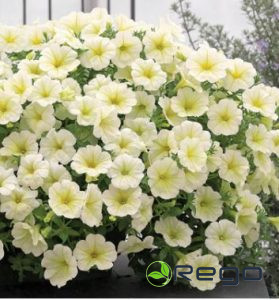 Petūnija Opera dzeltena AMC 5gran.