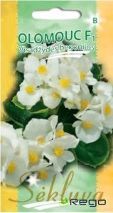 Begonijas - lduspuķes Olomouc F1 50s (NOCENOTS)