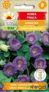 Kobeja zila 6 sēklas