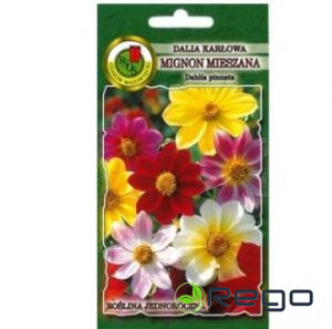 Dālijas vasaras Mignon Mix