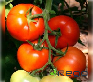 Tomāte sēklas  Berberana 10s