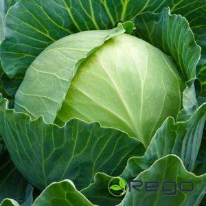 Kāposti Agressor F1 ~30 sēklas