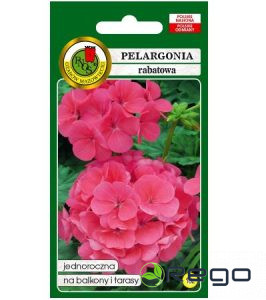 Pelargonija zonālā rozā