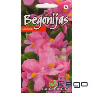 Begonijas (leduspuķes) Bada Bing F1 15gab. (KS)