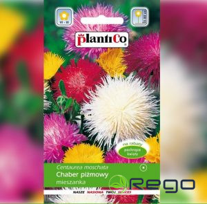 Rudzupuķes MUSKUSA. Rudzupuķu sēklas 1g