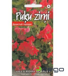 Puķu zirņi Villa Roma Scarlet 1g (KS)