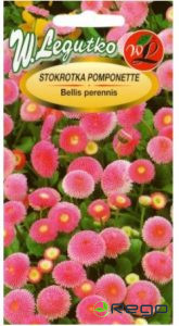 Mārpuķītes pomponu, rozā D/g