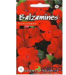 Balzamīnes Accent F1 Scarlet 10s (KS)