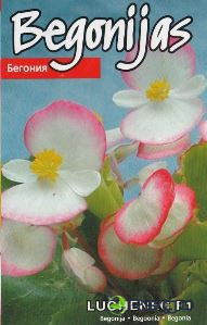 Begonijas leduspuķes Luchenec F1 15s (KS)