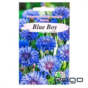 Rudzupuķes zilas Blue Boy
