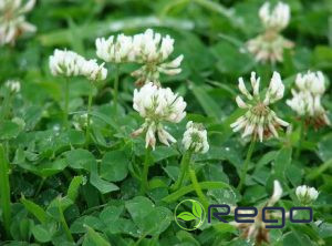 Baltais āboliņš 0.5kg