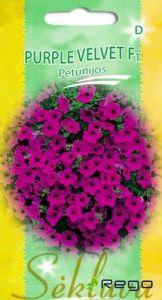 Petūnija nokarenās Purple Velvet