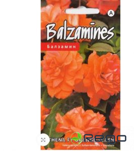 Balzamīnes Athena F1 Orange Flash 5s