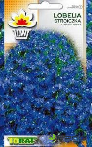Lobēlijas krūmu zilas