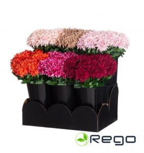 4Living dālija dažādi veidi 58cm