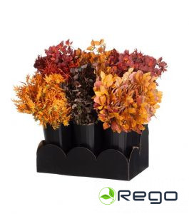 4Living rudens zaļumi dažādi veidi