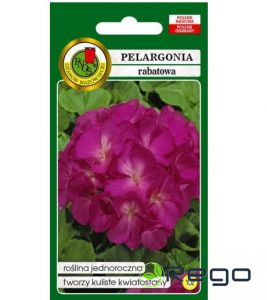 Pelargonija zonālā violeta 10s