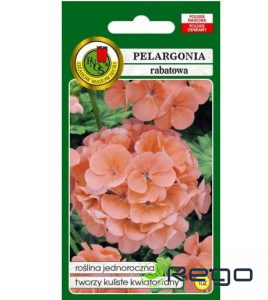 Pelargonija zonālā laškrāsas 10s