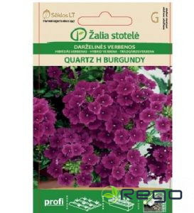 Verbena Quartz H Burgundy 15s
