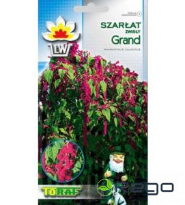 Amarants astainais Grand 1g.