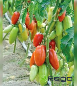 Tomāti Seviocard F1 5s