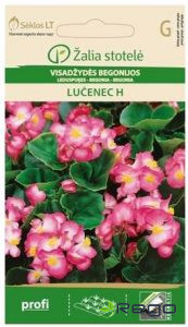 Begonija ilgziedošā leduspuķe Lučeneč