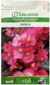 Begonija ilgziedoša leduspuķe OREB