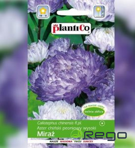 Asteres peoniju MIRAZ violēti baltas 1g