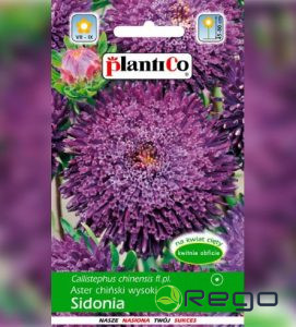 Asteres SIDONIA violētas 1g