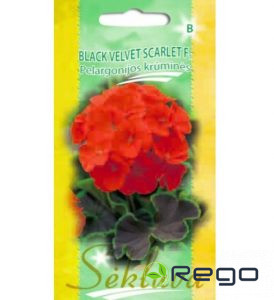 Pelargonijas Black Velvet Scarlet F1, 5s