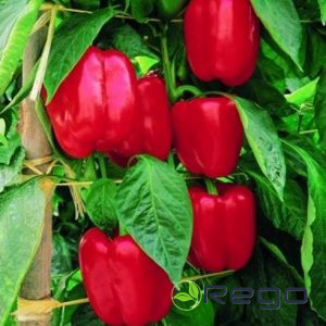 Paprikas sēklas Crusader F1 5s