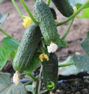 Gurķu sēklas Ekol 10s