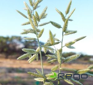 Eragrostes elegantās