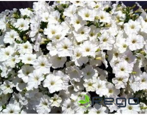 Petūnijas nokarenās Opera baltas