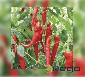 Piparu sēklas Yanka 5s