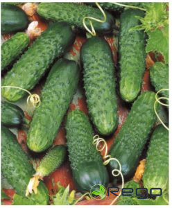 Gurķu sēklas Director (10s)