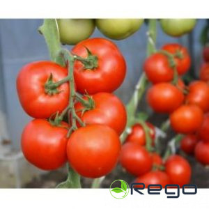 Tomātu sēklas Abellus F1 (5s)