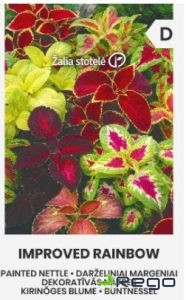 Nātres dekoratīvās IMPROVED RAINBOW